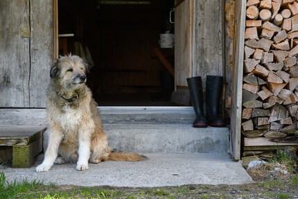 Furbo aide à rassembler les vaches.