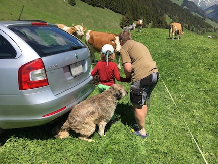 Karin montre ses vaches à ma fille.