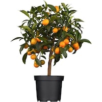Kumquat (65 cm)