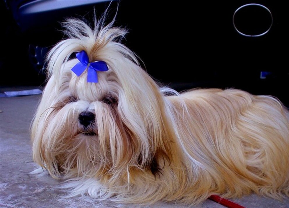 Der Lhasa Aspo - ein Hund, dessen Schlüsselqualifikation es ist, teuer zu sein