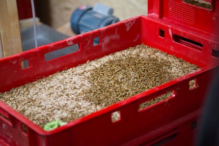 Krabellige Nahrung der Zukunft: Mehlwürmer in einer Insektenzucht im Kanton Aargau