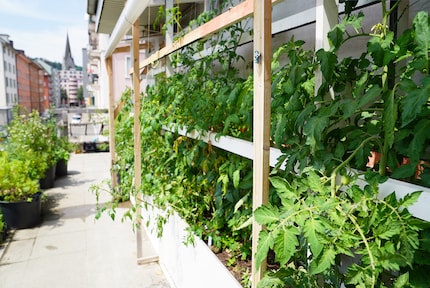 Die Tomaten werden per Tropfrohr bewässert.