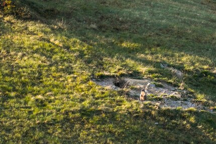 Noi osserviamo la marmotta. Lei osserva noi.