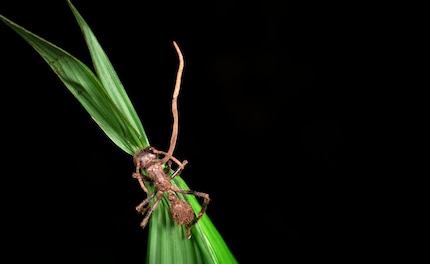 Les fourmis charpentières infestées par les champignons parasites «perdent la raison».