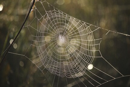 Eine Art parasitärer Wespen übernimmt die volle Kontrolle über kleine soziale Spinnen und treibt sie in den Tod.