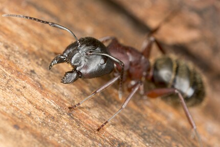 Von parasitären Pilzen übernommene Zimmermannsameisen «verlieren den Verstand».
