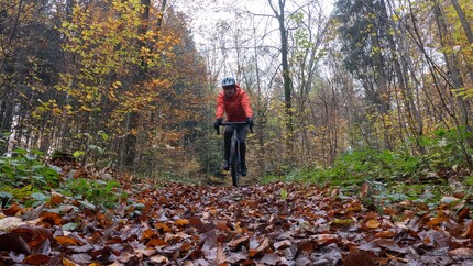 Il arrive un moment où les feuilles me cachent la forêt.