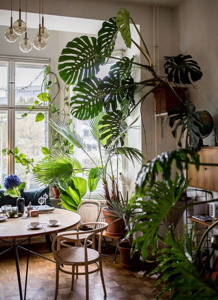 Le mieux est l'ami du bien : en 2020, la tendance est à la jungle d'intérieur. Photo : Herzundblut.com via Pinterest