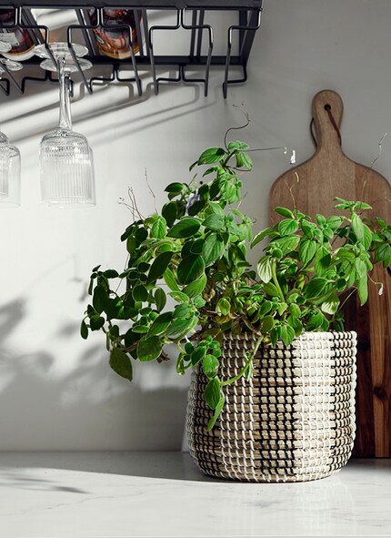 Le choix des pots grandit proportionnellement avec l'engouement pour les jeunes plants. Photo : Nordal