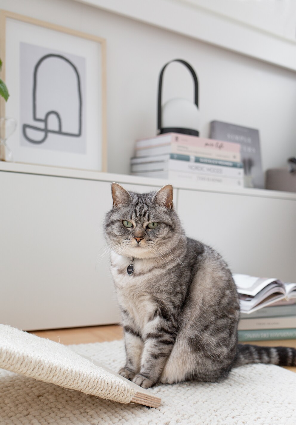 Il faut parfois un certain temps pour que les chats s'habituent à leurs propres meubles