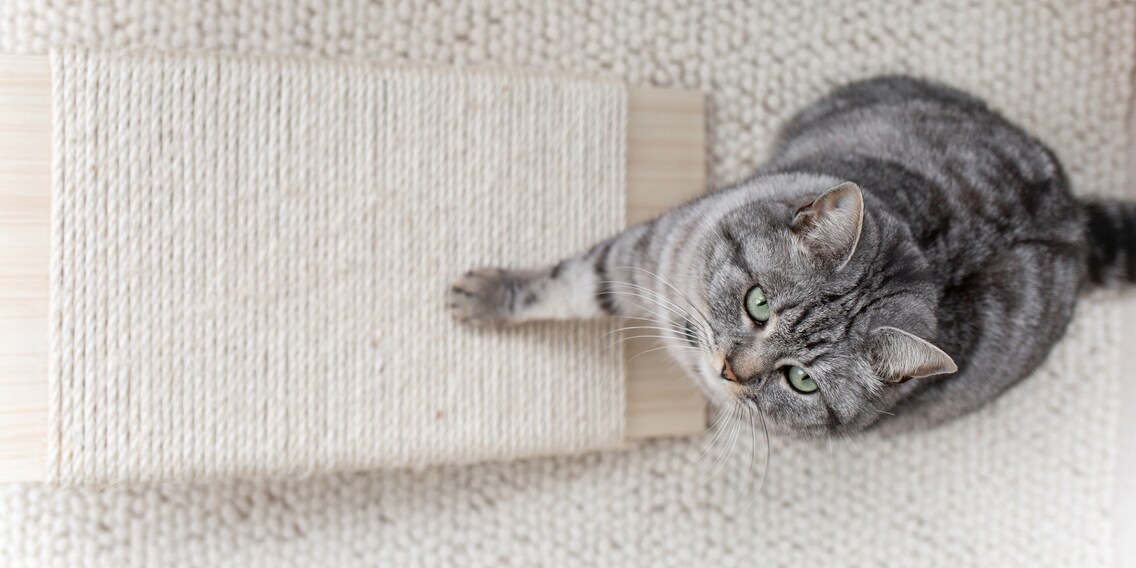 Accessori minimalisti per gatti