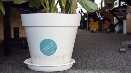 L'Aglaonema porta aria pulita, ma purtroppo anche moscerini dei funghi.