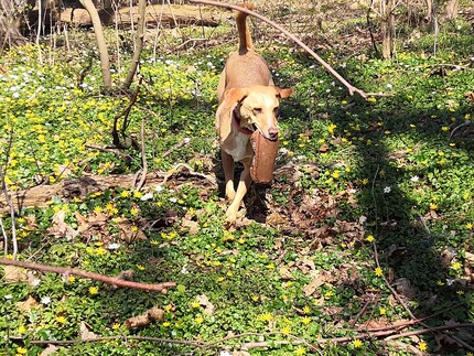 Le chien a trouvé le butin et le rapporte.
