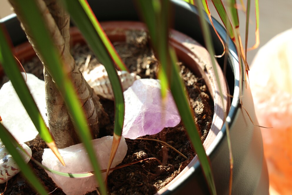 Mein Meditations-Partner ist eine dehydrierte Pflanze.