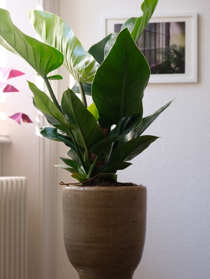 Il peut s'épanouir même dans de petits pots.