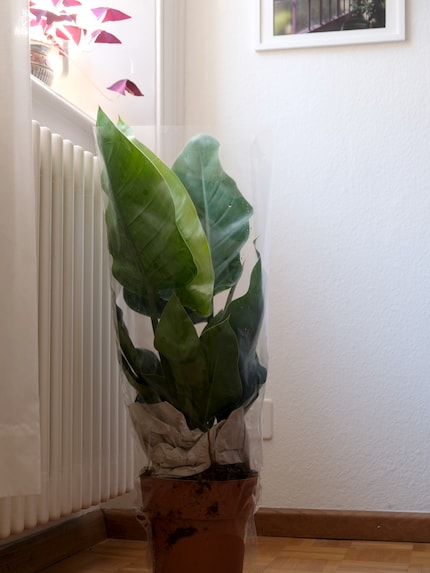 Le Philodendron Imperial Green est aussi appelé l'ami des arbres.