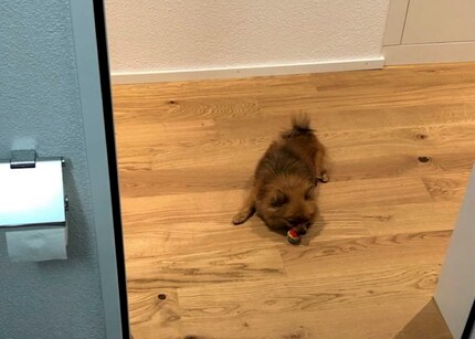 If your dog even follows you to the bathroom, you have to change something.