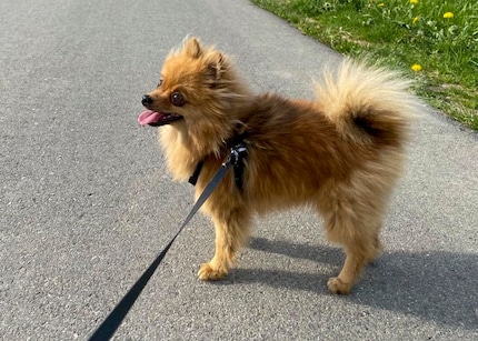 Make sure your dog gets plenty of exercise on a walk. Let him sniff the floor, it keeps his mind busy and relaxes him.