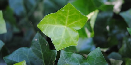 Add ivy to dark clothes and their colour won’t fade as quickly. Picture source: vorsicht gesund