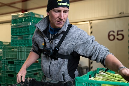Nach der Ernte werden die grünen und weissen Stile gewaschen und abgepackt.