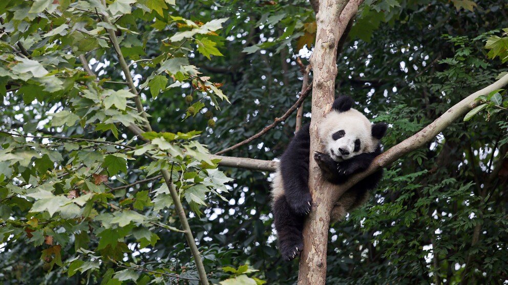 Sosteniamo anche il progetto del WWF a Mamize. Poiché la cottura a fuoco aperto è ancora comune nella regione cinese, i panda giganti ne soffrono. Con forni efficienti si riducono i gas serra ed è necessaria meno legna da ardere. Ciò significa che verranno abbattute meno foreste in cui vivono i panda. Immagine: South Pole