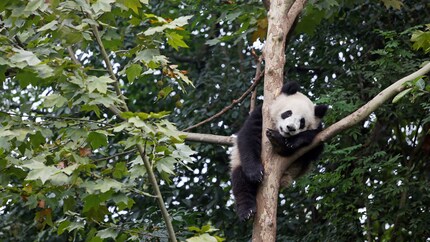 Sosteniamo anche il progetto del WWF a Mamize. Poiché la cottura a fuoco aperto è ancora comune nella regione cinese, i panda giganti ne soffrono. Con forni efficienti si riducono i gas serra ed è necessaria meno legna da ardere. Ciò significa che verranno abbattute meno foreste in cui vivono i panda. Immagine: South Pole