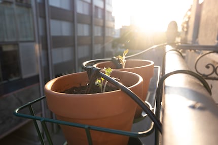 I pomodori e io ci siamo guadagnati il tramonto.