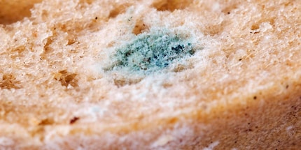 Whether it’s sitting on jam, cheese or bread – mould is dangerous. Image source: GMX