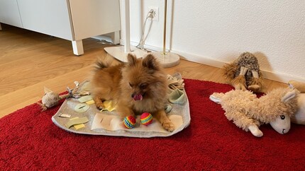 La snuffle mat è adatta anche come copertina.