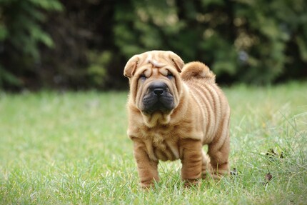 Bedeutend mehr Falten als meine ungebügelte Kleidung: ein Shar-Pei-Welpe.