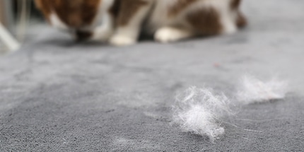 Cat hair everywhere: get rid of it with a simple trick.