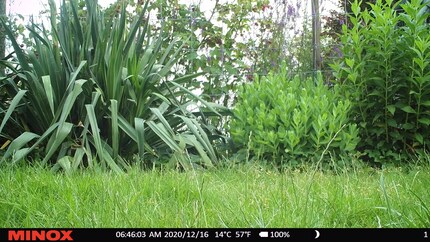 Hat sich da etwa... das Gras bewegt?