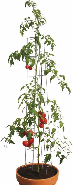 Bellissa Tomatenturm (12 cm 12 cm) kaufen