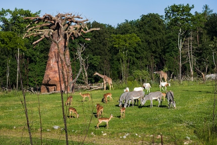 Bild: Zoo Zürich, Goran Basic