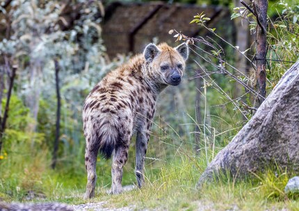 Bild: Zoo Zürich, Albert Schmidmeister