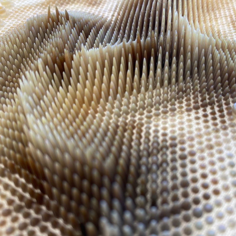 Primo piano di una stampa 3D stampata su una fibra di canapa dell'attuale collezione Arid di Julia. Immagine: Julia Körner
