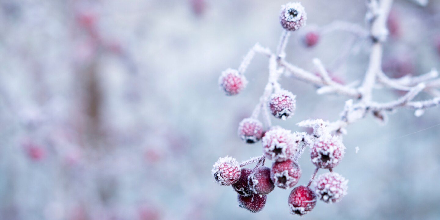 Der Winter naht – schütze deine Pflanzen und pack sie gut ein!