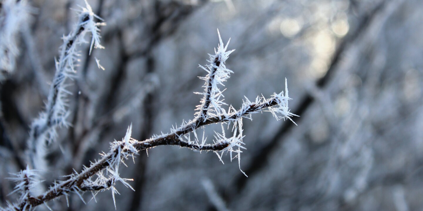 Der Winter naht – schütze deine Pflanzen und pack sie gut ein!