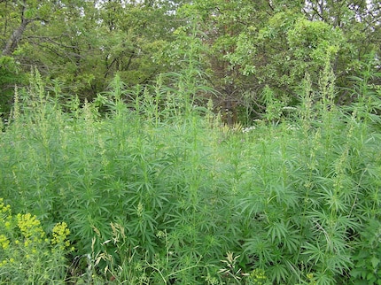 Cannabis Ruderalis: ricorda un po’ l'ortica, con la quale la canapa è imparentata.