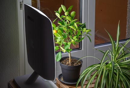 Benessere per la pianta d'appartamento.