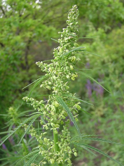 Plant de chanvre mâle