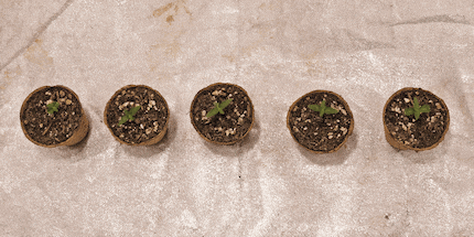Days 6 to 14: let it grow – the plants are on a photosynthetic trip.