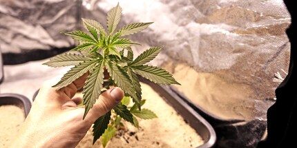 Definitely looks like cannabis to me.