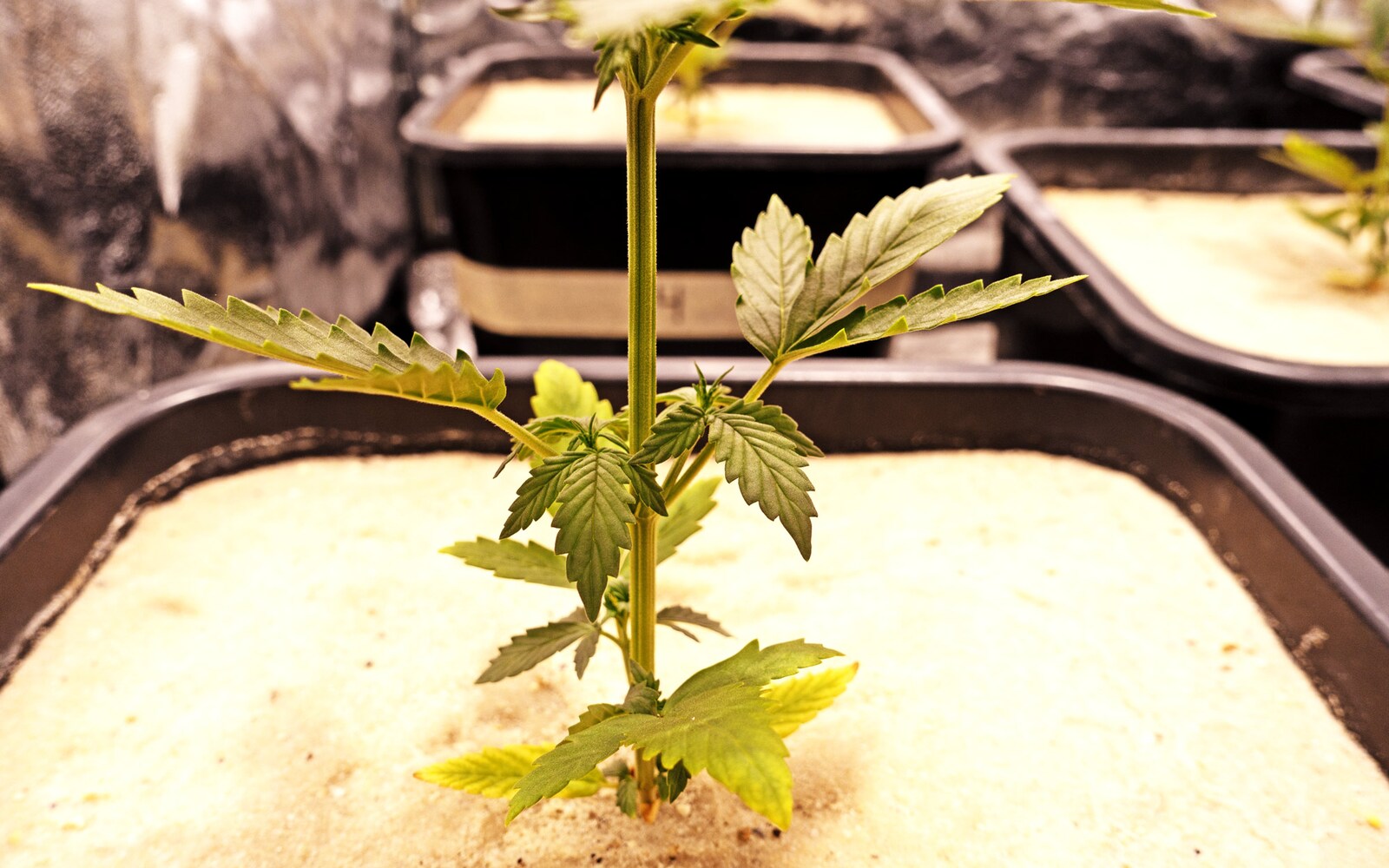 Fünffingrige HanfBlätter Tinus Grow Report, Folge 4 Galaxus