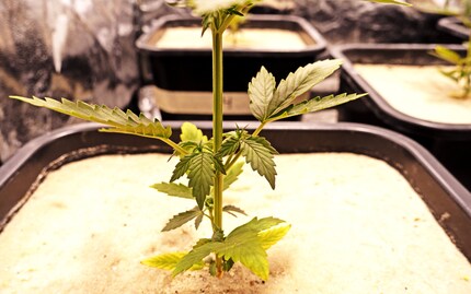 Sprouting as they should.