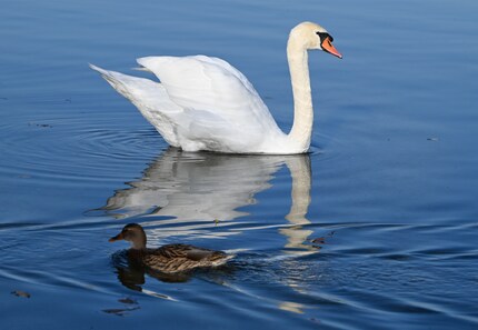 Une photo avec suivi de la tête du cygne.