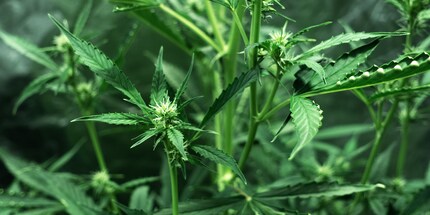 Young cannabis buds of the type Mota CBD Rich Auto.