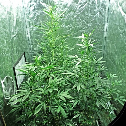 Four plants growing on a surface of 90 by 90 centimetres.