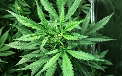 The hemp is shined upon by a 400-watt sodium lamp.