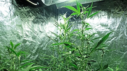 It’s day 59 and the first buds are definitely too close to the lamp.